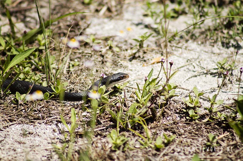 Sanibel Island slang Florida