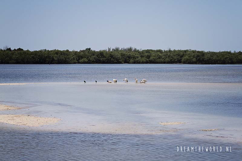 Sanibel Island wildlife Florida