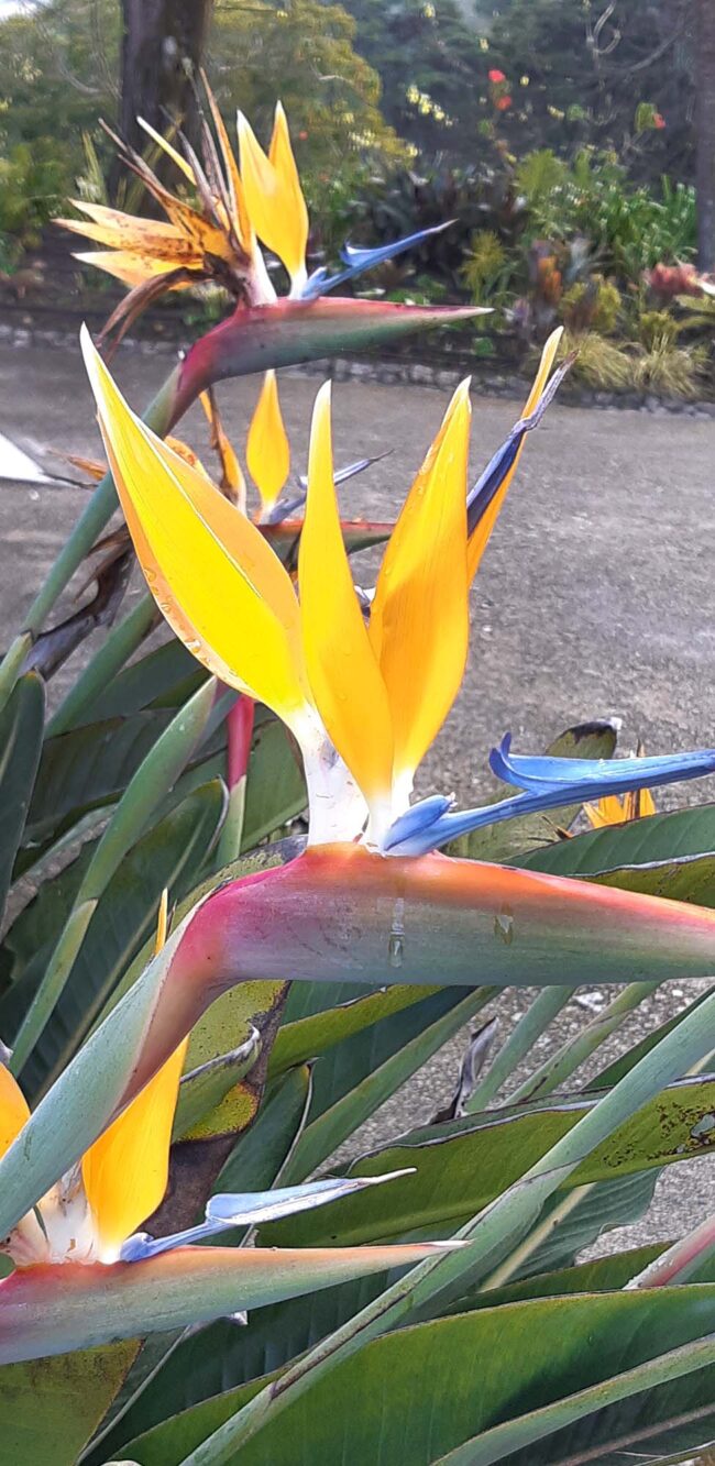 Paleis en tuin de Monserrate Sintra