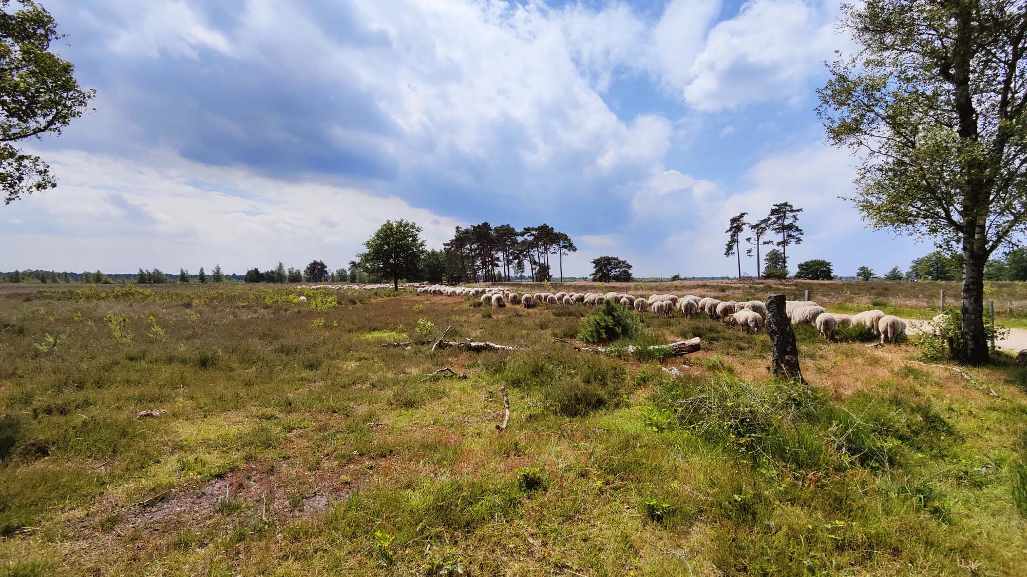 Strabrechtse Heide