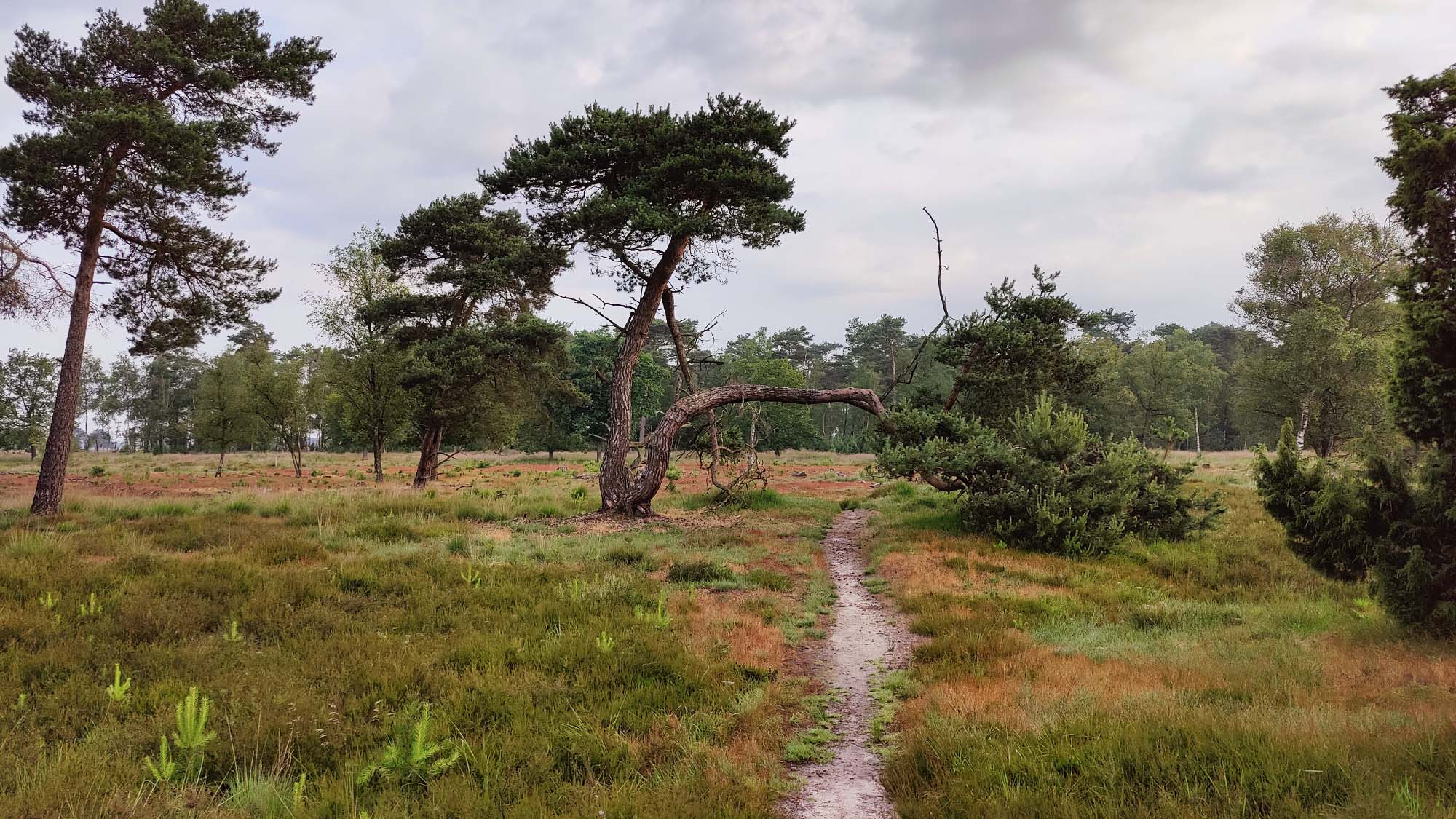 Strabrechtse Heide