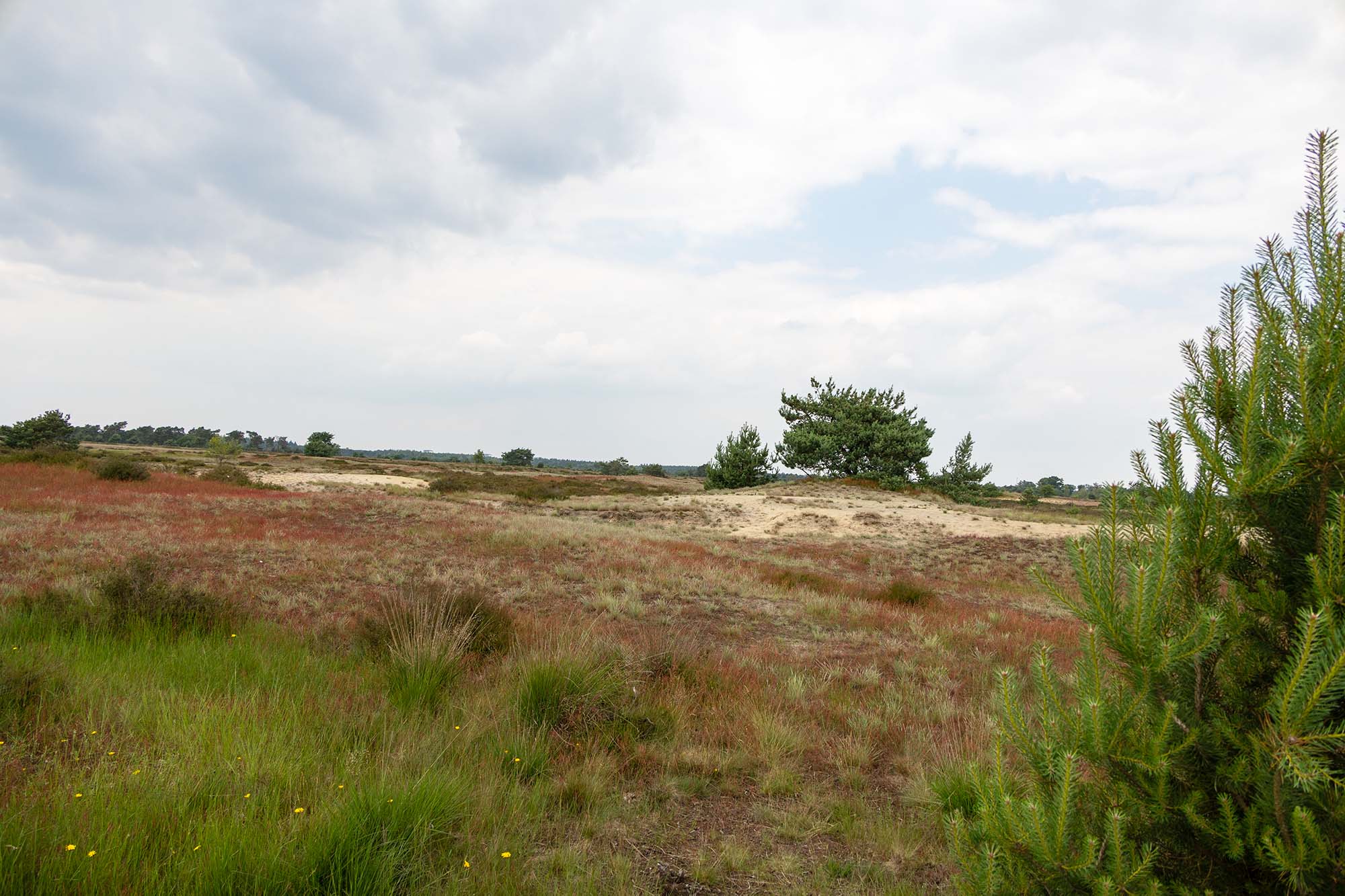 Strabrechtse Heide