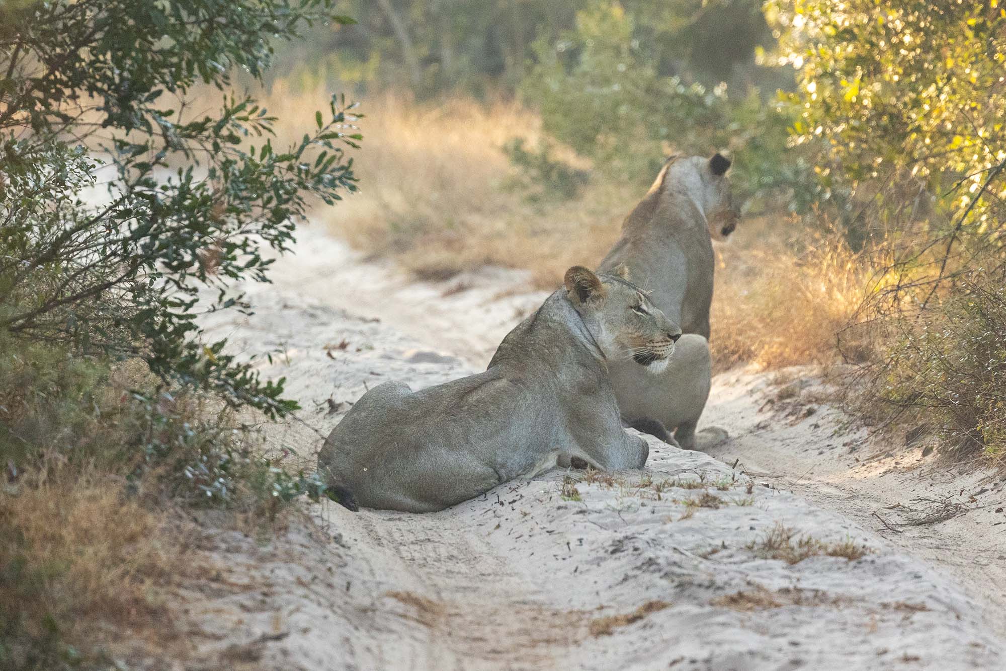 Leeuwen Tembe Elephant Park tijdens rondreis Zuid-Afrika