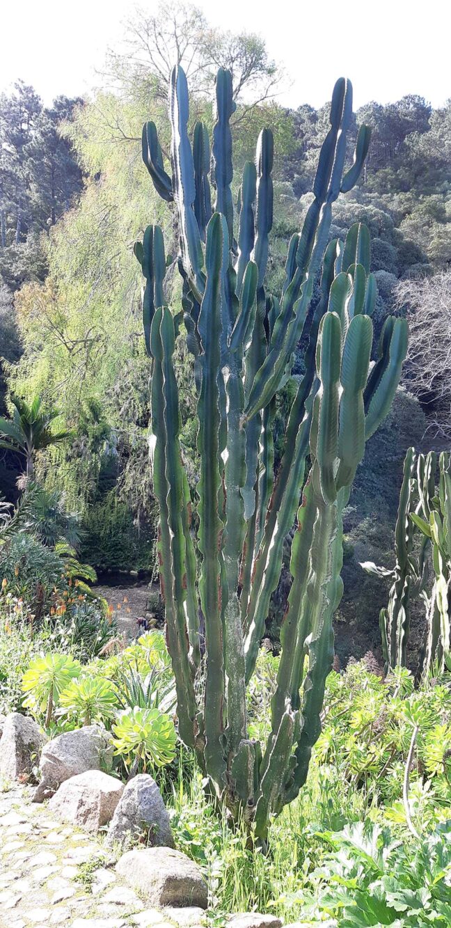 Paleis en tuin de Monserrate Sintra