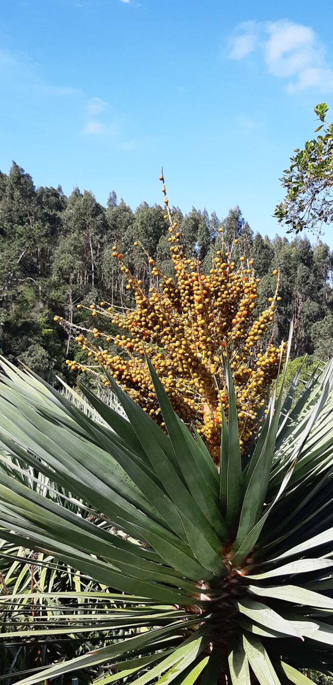 Paleis en tuin de Monserrate Sintra