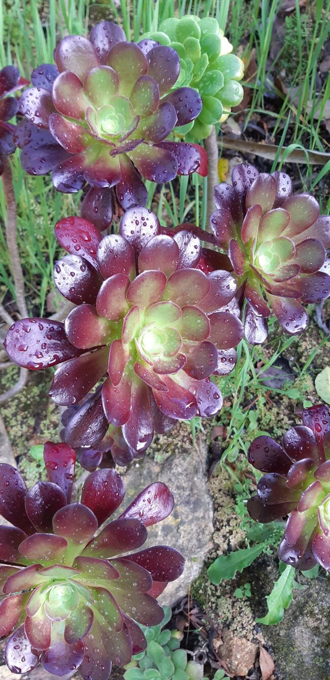Paleis en tuin de Monserrate Sintra