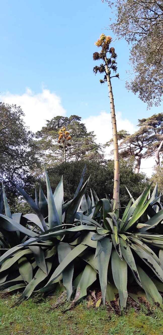 Paleis en tuin de Monserrate Sintra