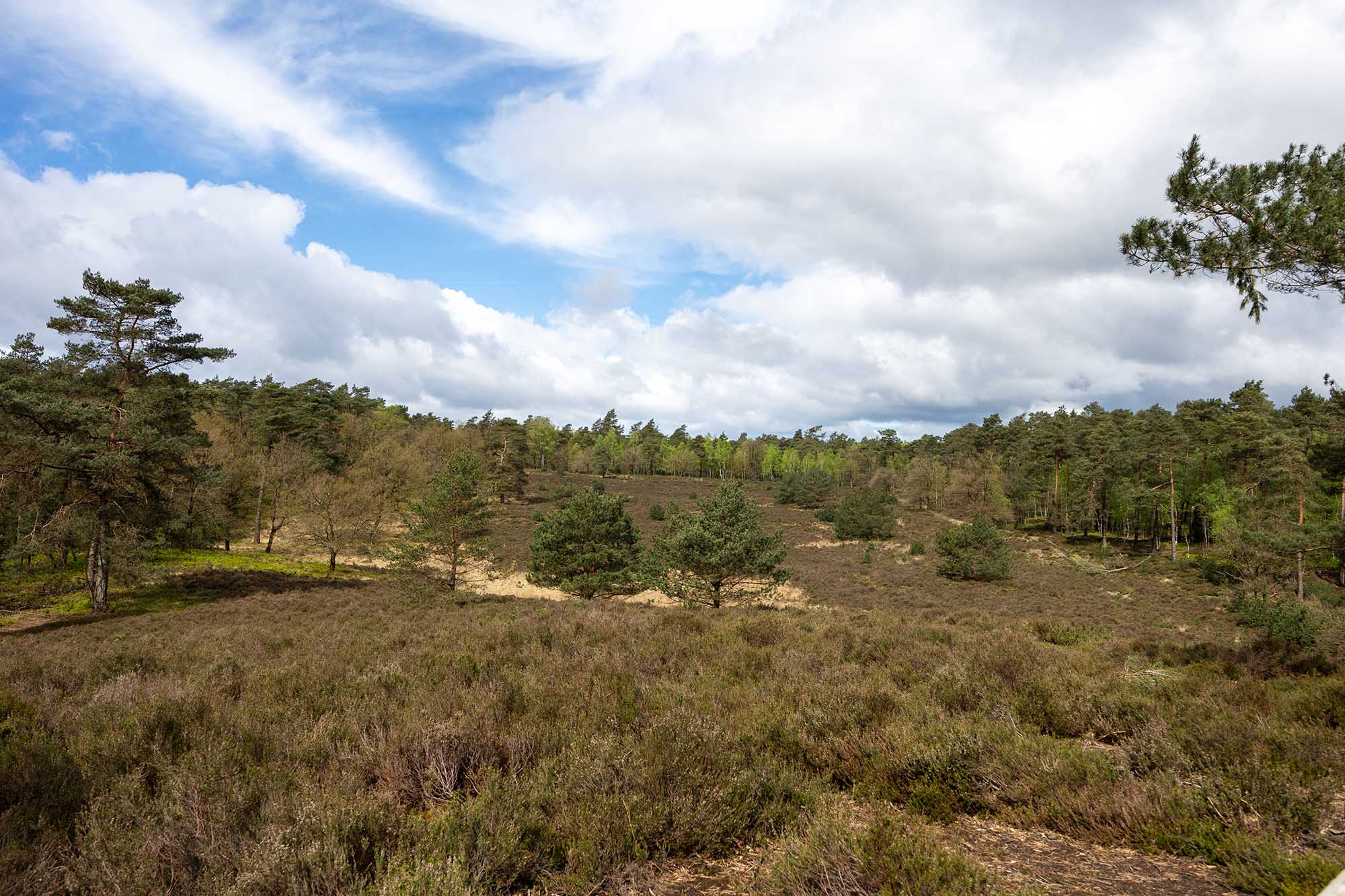 Wandelen Reeënberg Veluwe uitkijkpunt