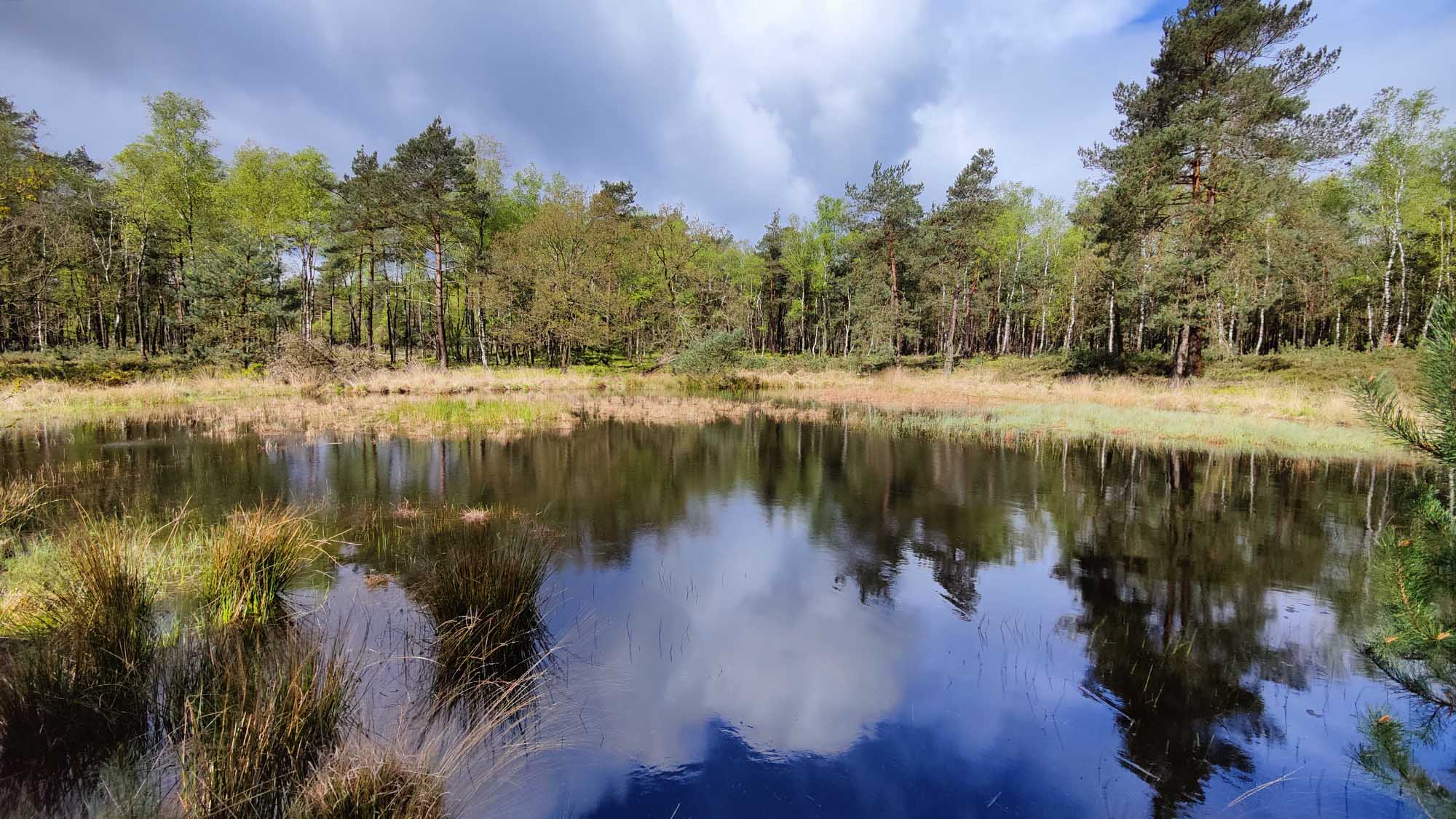 Wandelen Reeënberg Veluwe