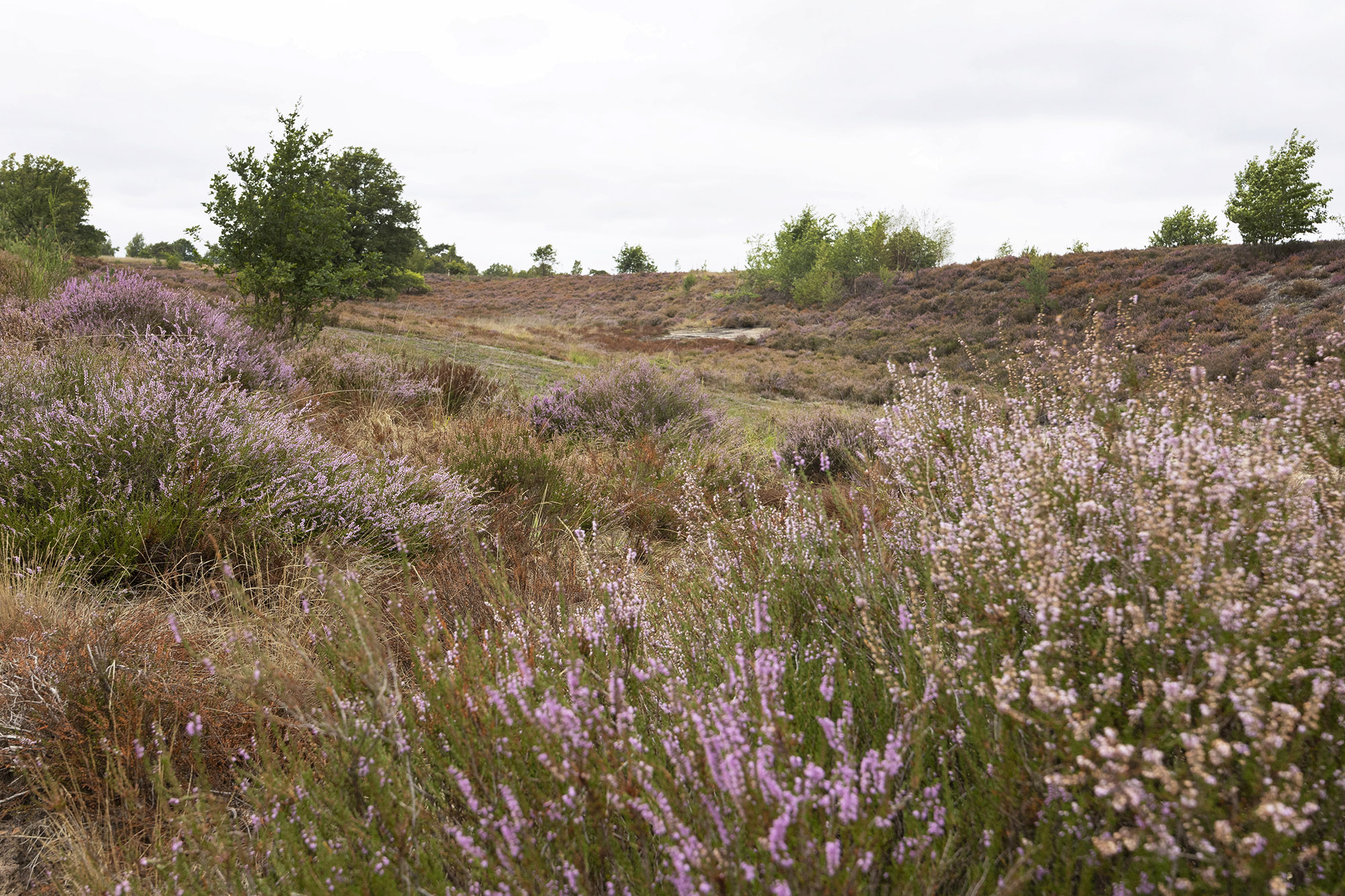 Hoge Kempen Trail etappe 2 van Pietersheim naar Terhills