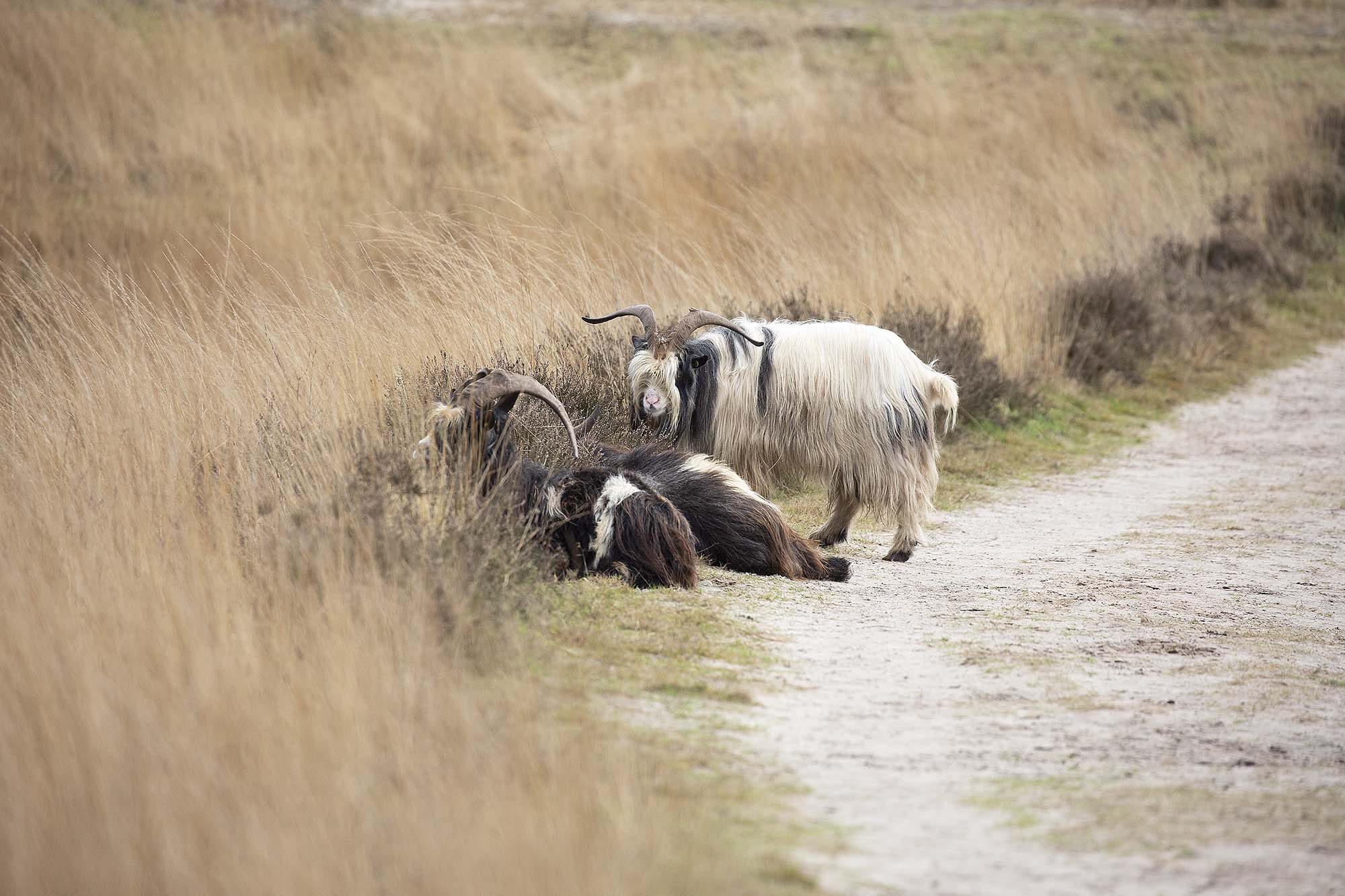 Geiten Wandelroutes noorden natuurgebied Engbertsdijksvenen