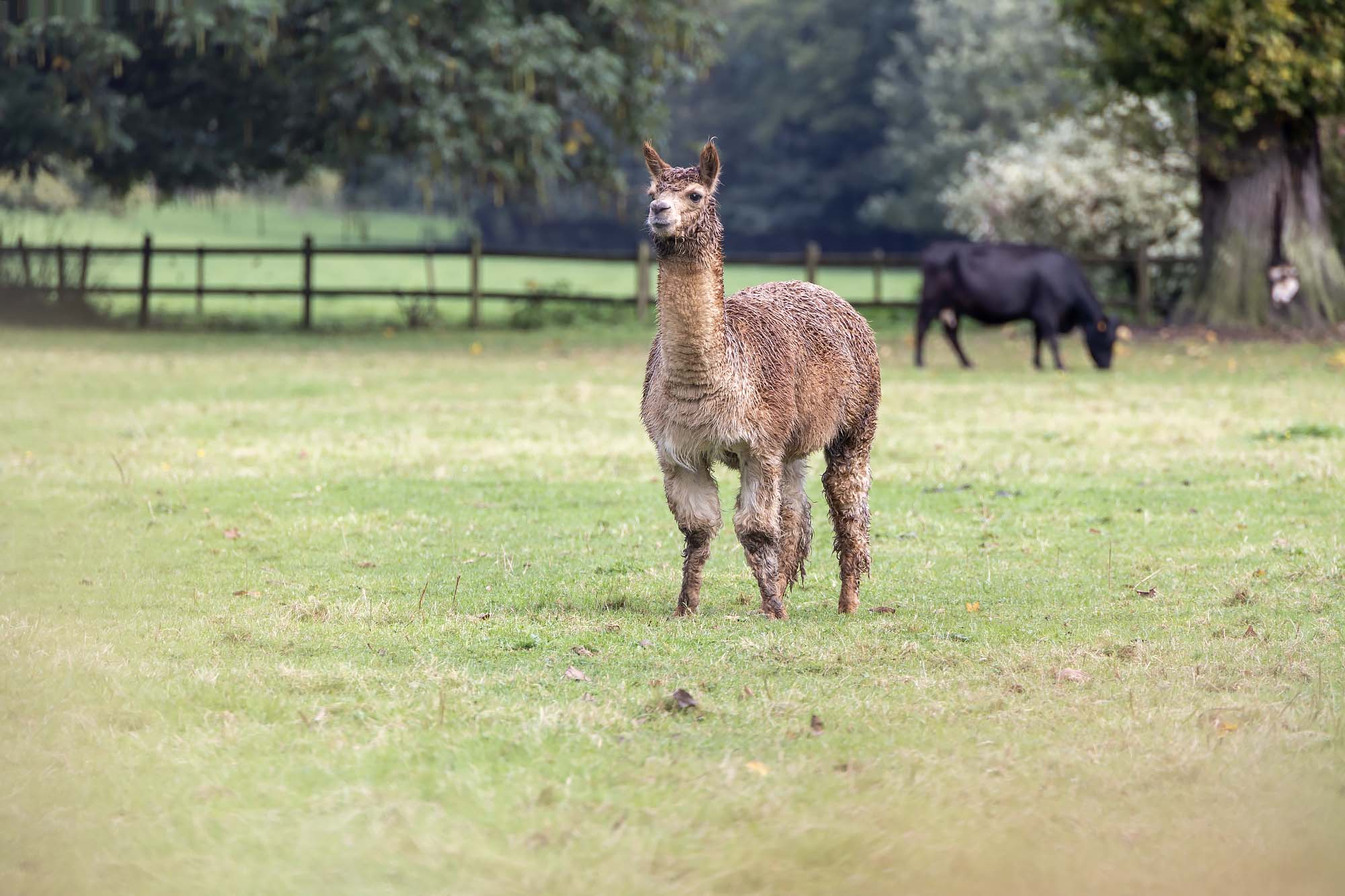 Alpaca in de tuin bij Kasteel Hex in Haspengouw