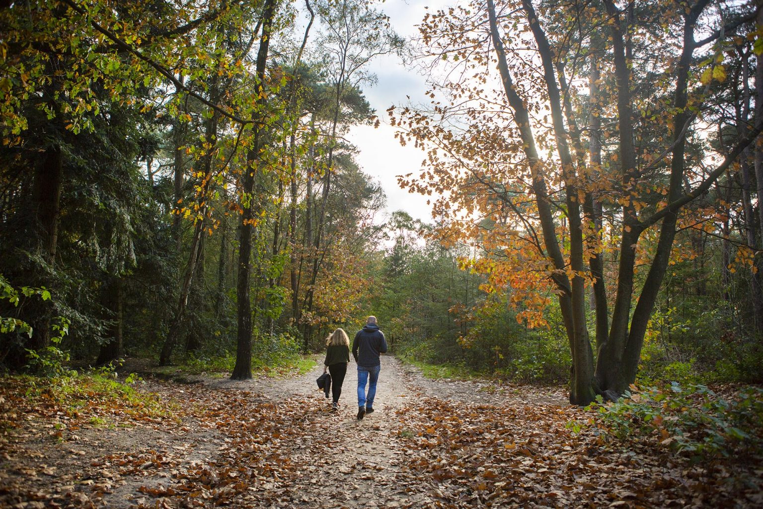 De mooiste wandelroutes op de Utrechtse Heuvelrug