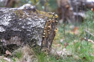Wandelroute Kootwijkerveen Landal Rabbit Hill