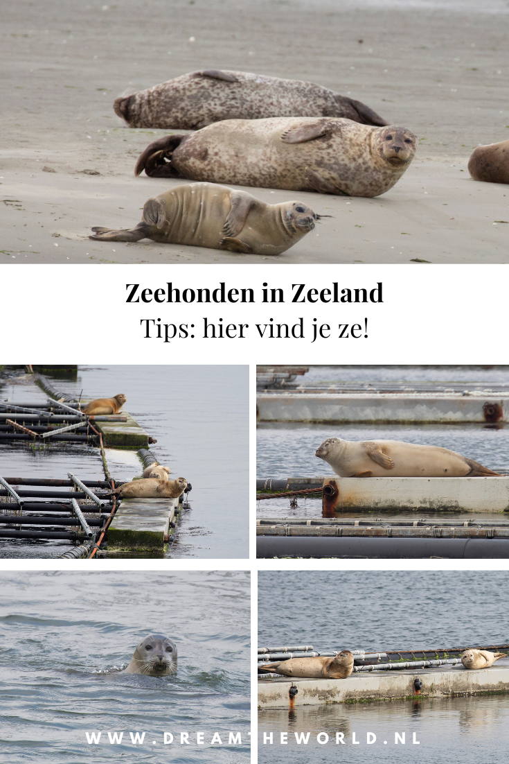 Tips voor spotten van Zeehonden Pinterest