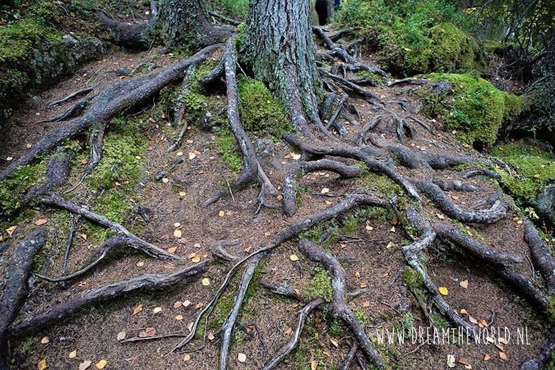 Wandelen in Oulanka National Park | Fins Lapland