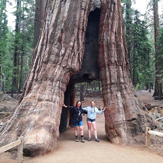 Mariposa Grove Sequoia Tree
